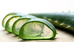 خواص درمانی آلوئه ورا