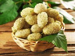 خواص شگفت انگیز توت سفید