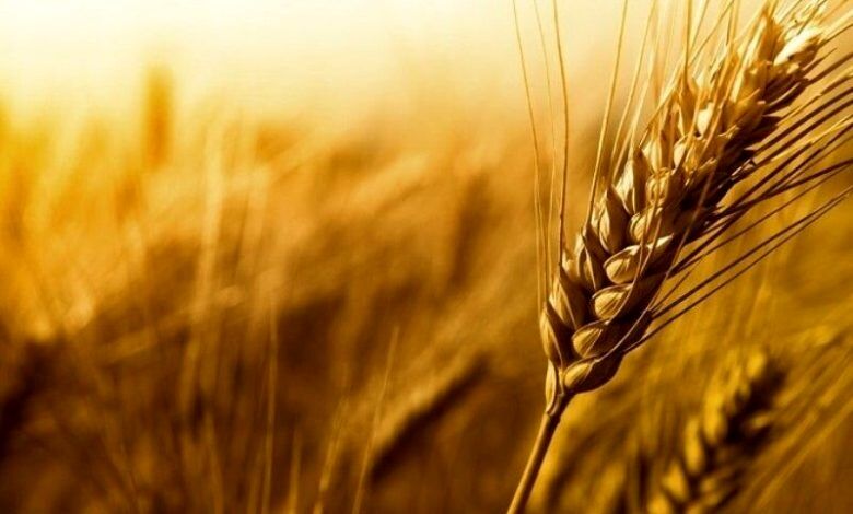 خرید ۸۵۰۰ تن گندم در شهرستان عجب شیر پیش بینی می‌شود