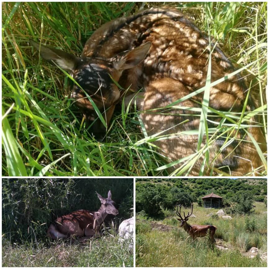 اولین گوساله در مرکز تکثیر و احیاء مارال فندقلو متولد شد