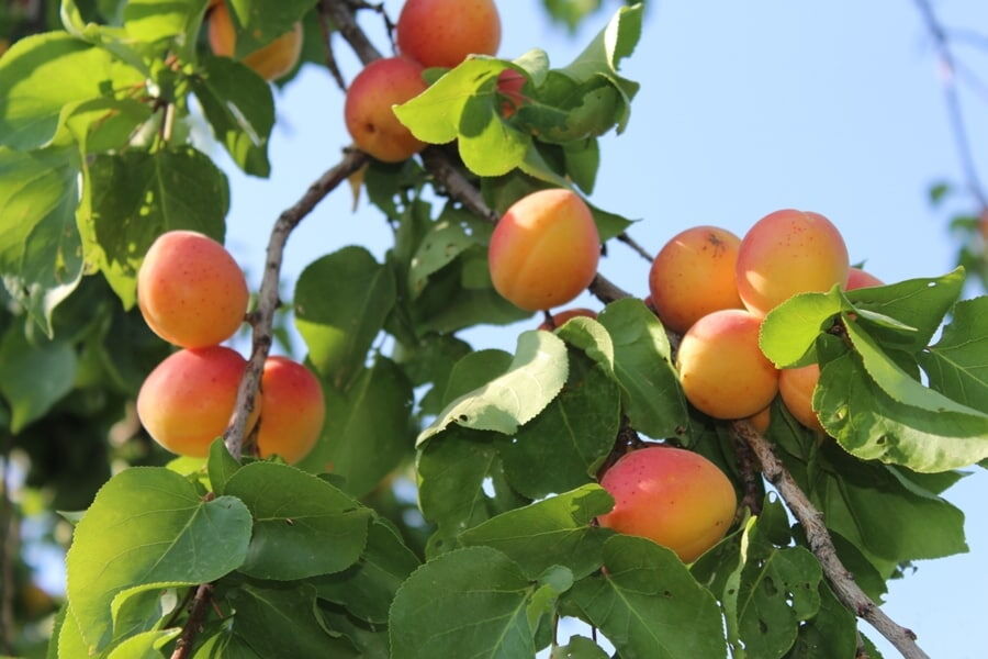 ۳۲ هزار تن زردآلود در مرند تولید می‌شود