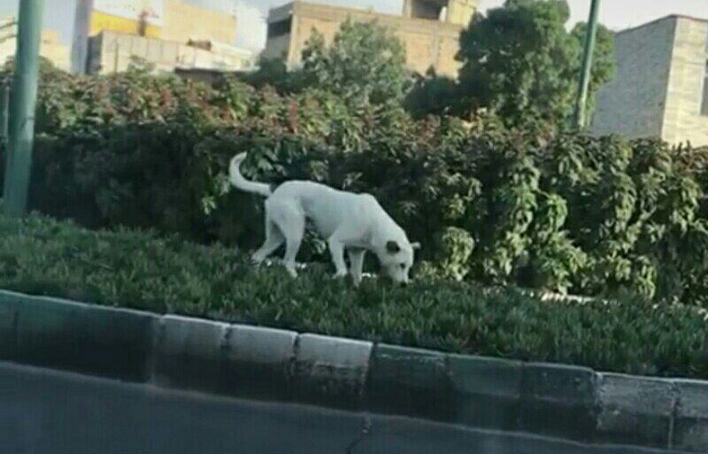 شهر در قُرُق سگ ها