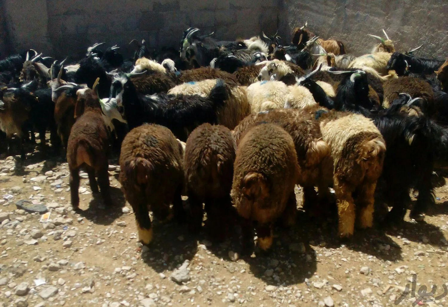 بایدها و نبایدهای ذبح قربانی