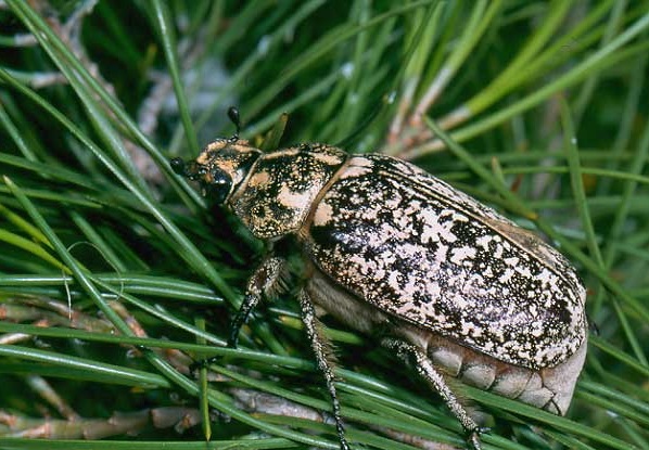 اریح قیزاردان؛ مهمان ناخوانده دورهمی خانوادگی پارک ها