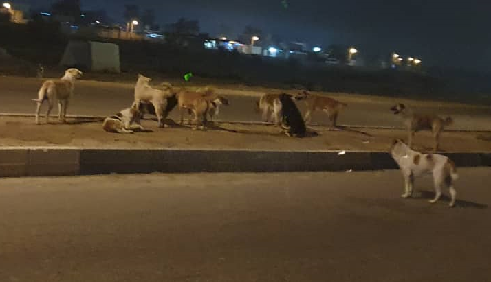 رهاسازی زبان بسته ها در پارک بنفشه؟ / جیغ شبانه کودکان با پارس سگان