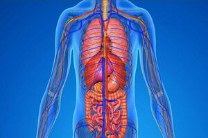 درمان‌های خانگی بزرگ شدن طحال