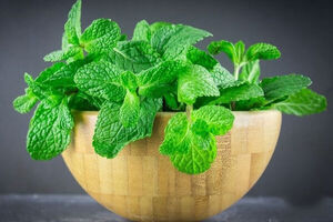 خواص شگفت‌انگیز نعناع