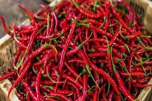 خاصیت کدام نوع فلفل بیشتر است؟