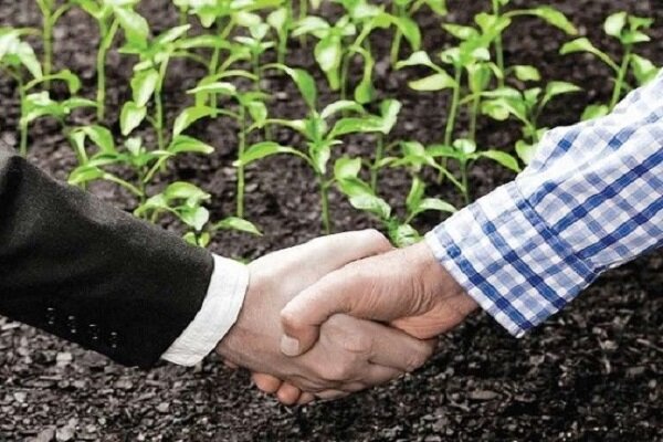 کشت قراردادی ۶۷ هزار هکتار گندم در آذربایجان شرقی