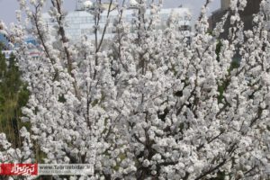 شکوفه های بهاری تبریز