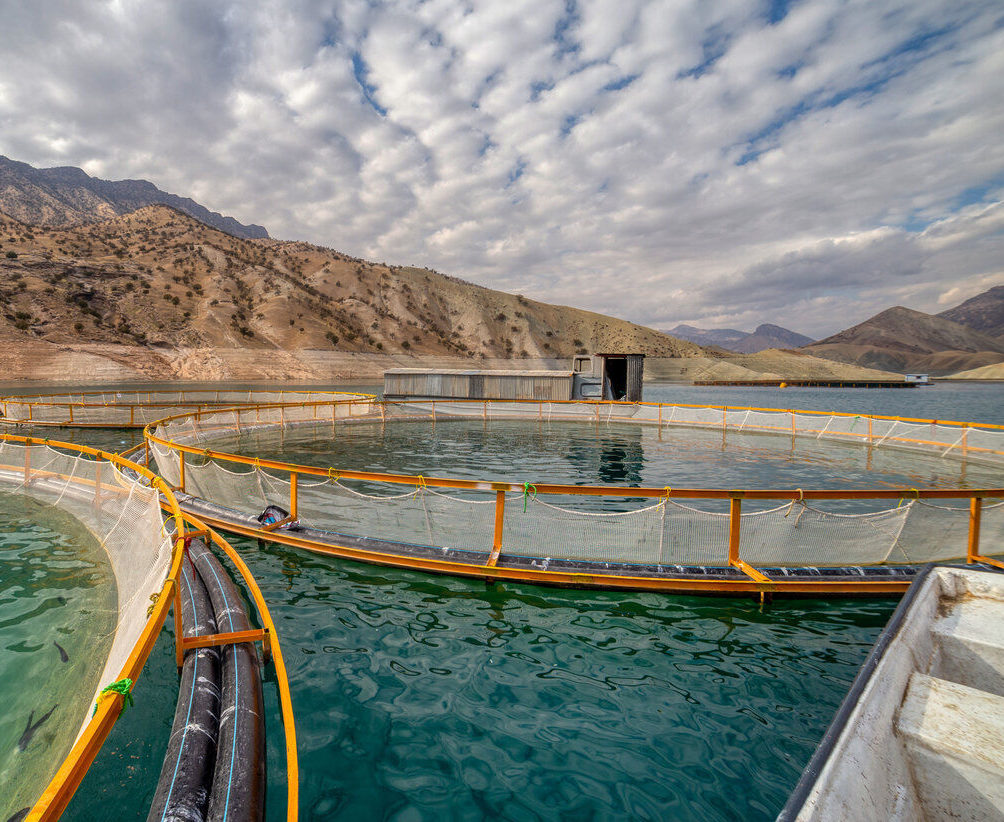 پرورش ماهی داخل قفس در سد خداآفرین به زودی اجرا می‌شود