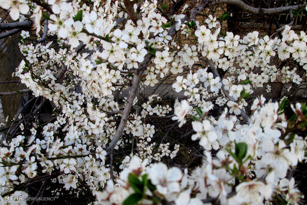 محصولات باغی ۱۷ هزار هکتار از باغ‌های میوه مراغه از بین رفت