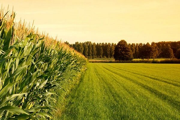 ۵ میلیون هکتار زیرکشت محصولات زراعی دیم است
