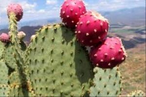 میوه کاکتوس چه فوایدی دارد؟