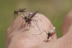 راهکارهای کلیدی دفع پشه‌ها