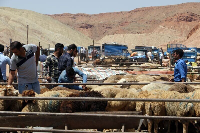 عرضه متمرکز دام عید قربان در ابتدای جاده آناخاتون