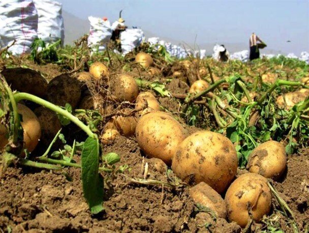 آغاز برداشت سیب زمینی تابستانه در عجب شیر