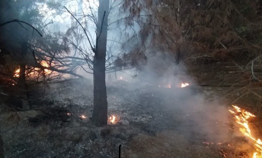 جزئیات آتش‌سوزی درختان دانشگاه تبریز در اثر اصابت صاعقه