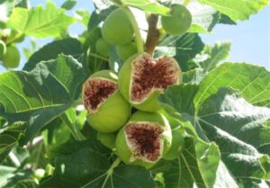 درباره خواص و فواید معجزه‌آسای انجیر بیشتر بدانیم