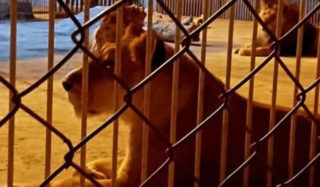 شیر باغلارباغی تبریز همچنان در حسرت مادر شدن / مدیرکل حفاظت محیط زیست: توله های مرده کالبدشکافی می شود