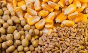 ۱۲هزار تن نهاده بین دامداری های آذربایجان شرقی توزیع شد