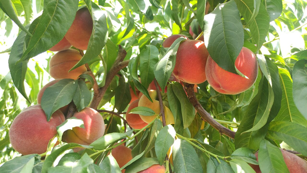 ۱۰ درصد هلوی کشور در آذربایجان شرقی تولید می‌شود