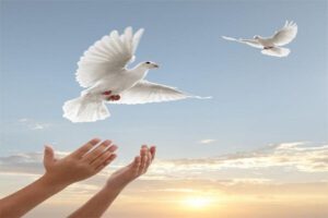 تعداد زندانیان آزاد شده جرایم غیرعمد در مراغه به ۳۱ نفر رسید