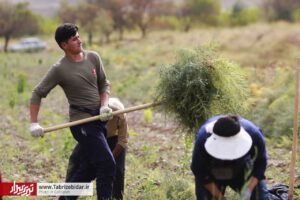تولید ۲۱ میلیون اصل نهال در نهالستان‌های آذربایجان شرقی