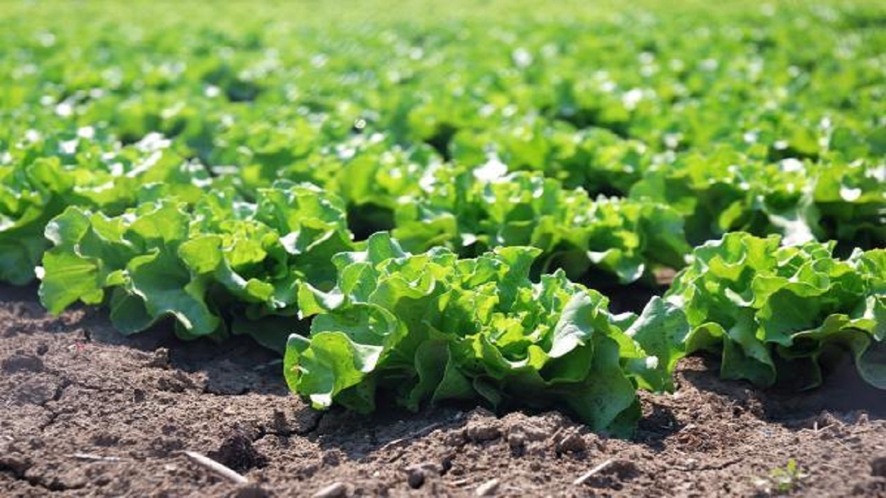 کشت صیفی و سبزیجات در پاباب سد سهند ممنوع است