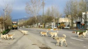 شهر در قُرُق سگ‌های ولگرد