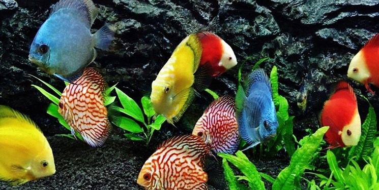 صادرات ماهیان زینتی به کشور عمان از استان آذربایجان شرقی