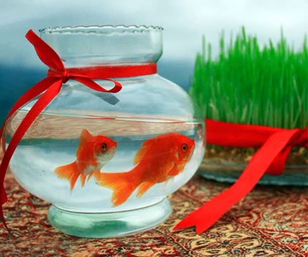 ماهی قرمز سالم‌ترین حیوان خانگی، مردم کدام نوع ماهی را نخرند؟