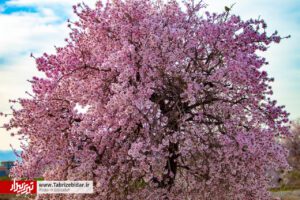 شکوفه های بهاری در تبریز