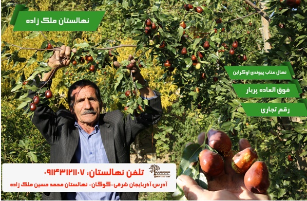 خرید نهال در تبریز از بزرگترین نهالستان ایران