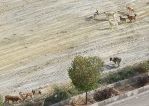 معضل سگی!