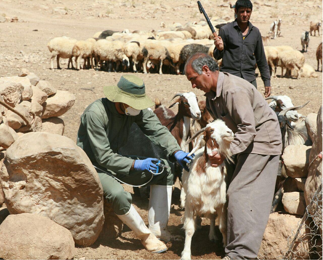 ۴۰ هزار راس دام عشایر آذربایجان شرقی علیه بیماری‌ها مایه‌کوبی شد