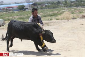بازار دام تبریز در عید سعید قربان