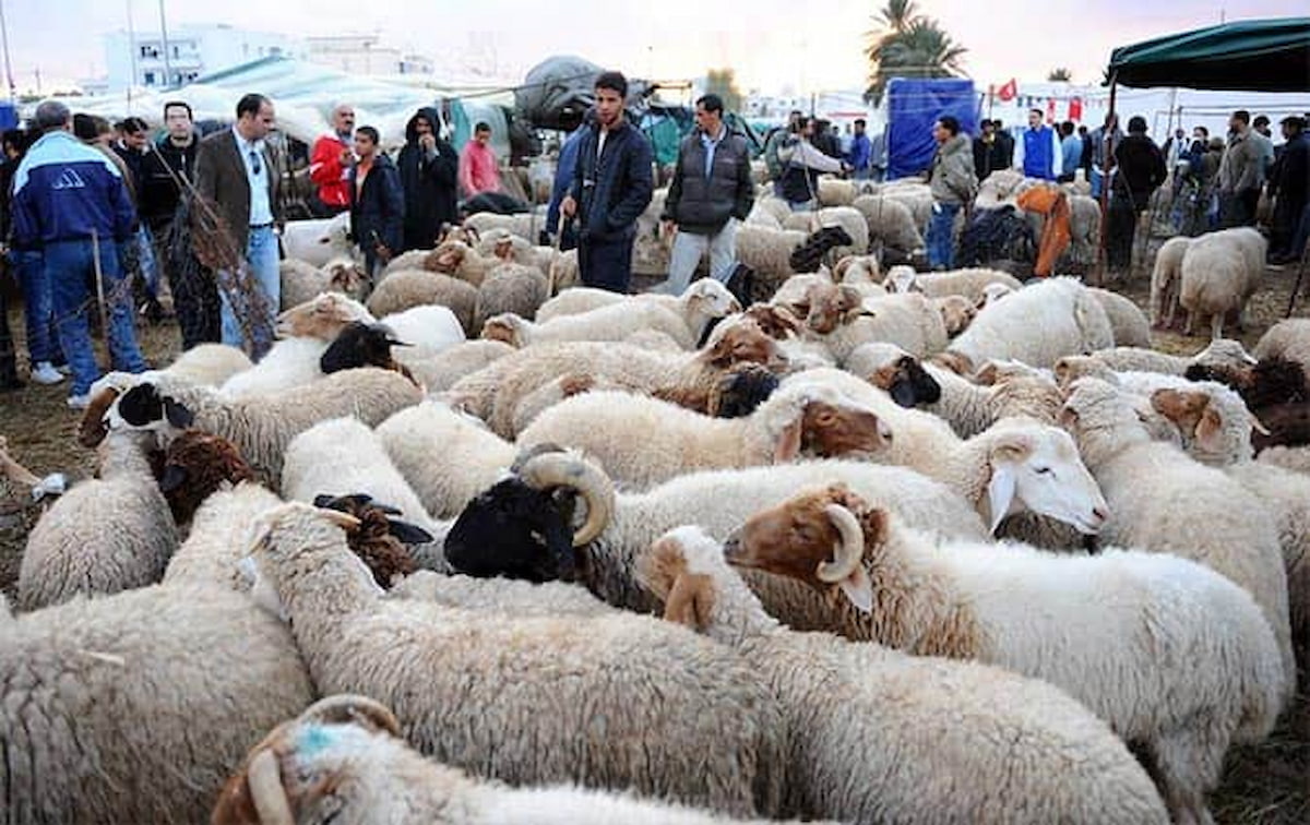 اختصاص چهار قربانگاه موقت در تبریز برای عید قربان