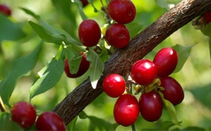 رتبه دوم آذربایجان شرقی در تولید زغال اخته  با تولید ۱۷۰۰ تن در کشور