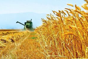 خرید بیش از 50 هزار تن گندم در سطح استان آذربایجان شرقی