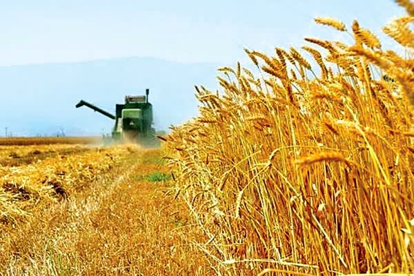 خرید بیش از 50 هزار تن گندم در سطح استان آذربایجان شرقی