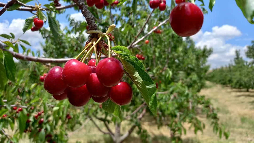 صادرات ۲ هزار و ۲۰۰ تن میوه و خشکبار از مراغه