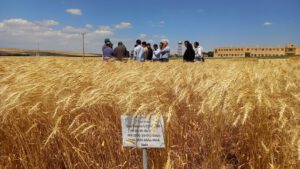 ضرورت توسعه زیرساخت های موسسه تحقیقات دیم با حمایت مسئولان استانی