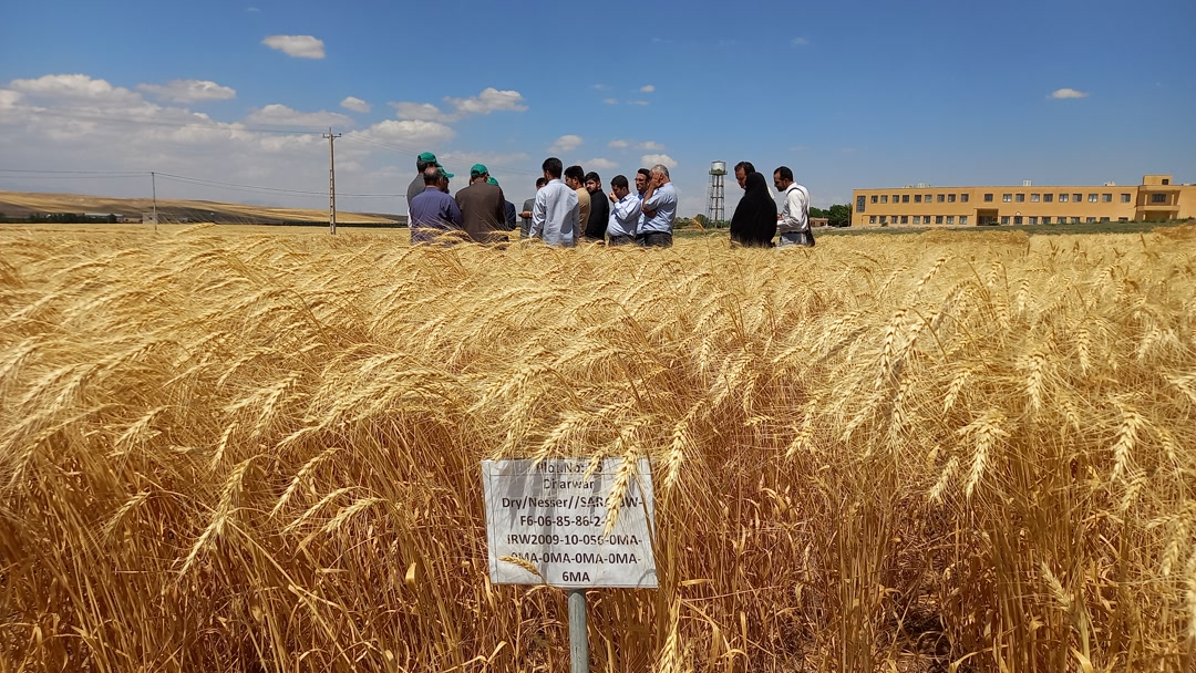 ضرورت توسعه زیرساخت های موسسه تحقیقات دیم با حمایت مسئولان استانی