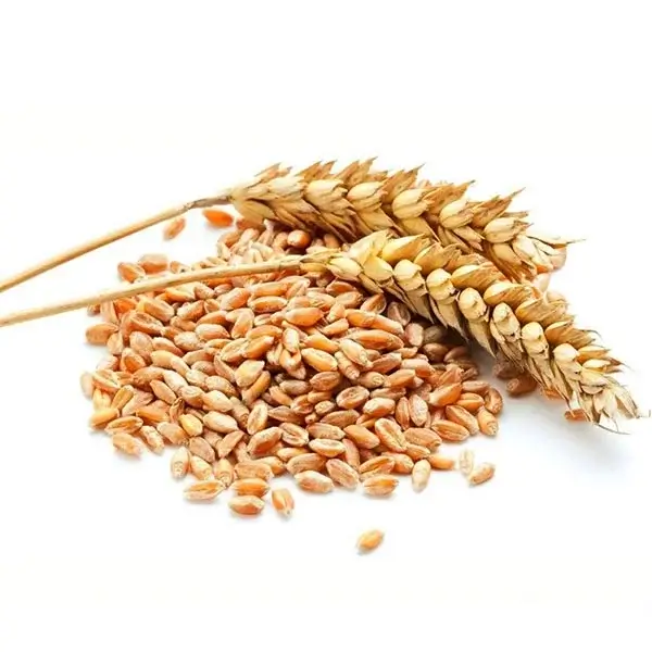 پیش بینی تولید ۱۴.۵ میلیون‌ تن گندم در کشور