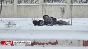 چتر برفی بر فراز تبریز