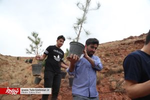 کاشت نهال به نام شهدا در بام تبریز