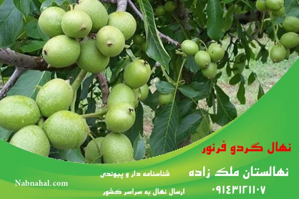 نهال های قابل کاشت در مناطق تبریز