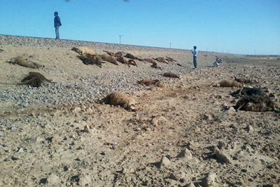 گله گوسفند زیر قطار!