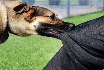 حمله سگ‌های ولگرد به دختر دانشجو در دانشگاه تبریز!